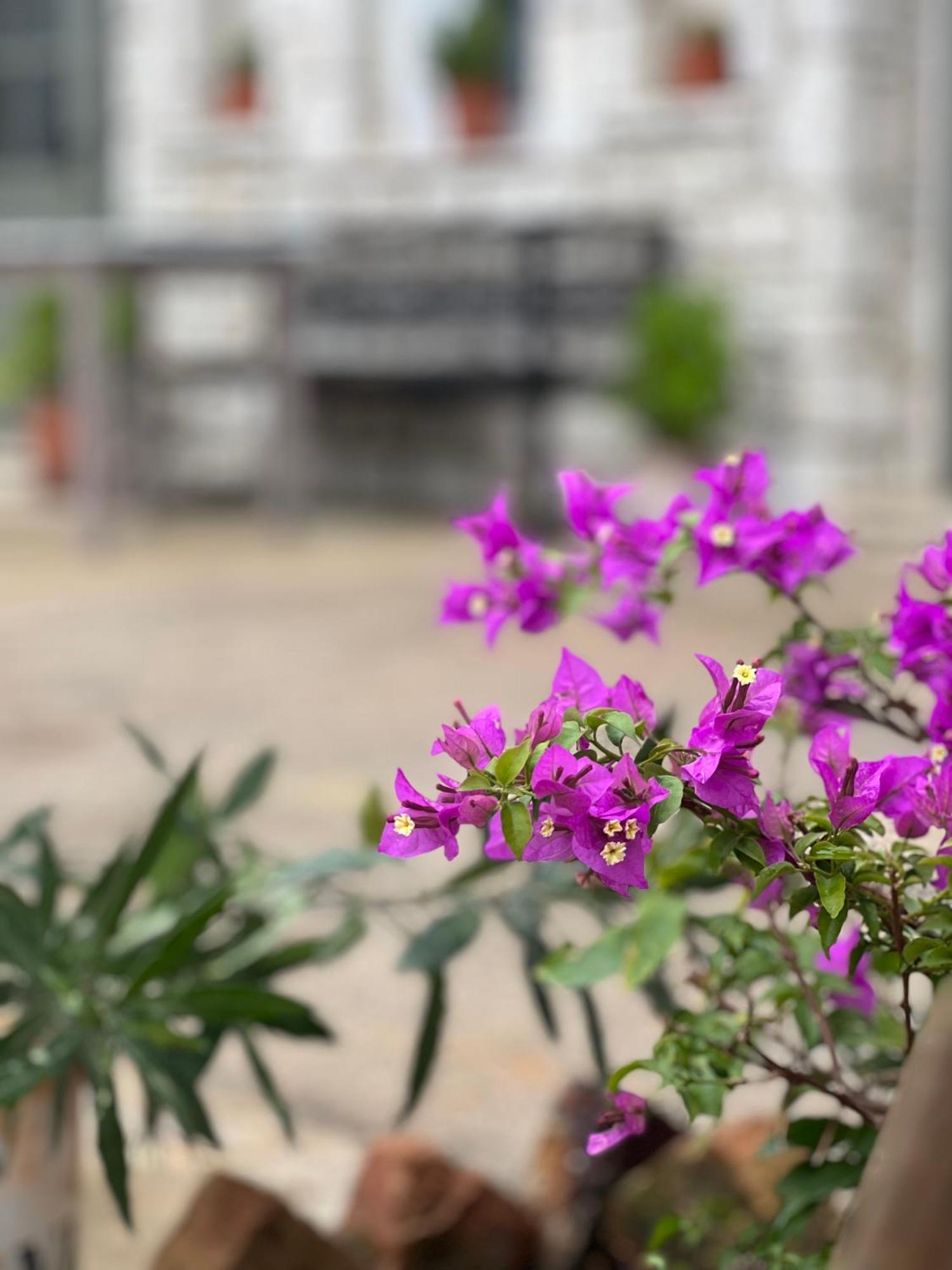 Elea Guesthouse Himare Exterior photo